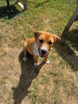 Mixed Breed Dogs Available for Adoption in Metter, Georgia - Fallyn | PetCurious