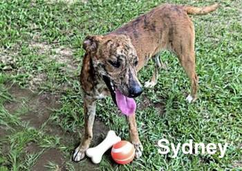 Sydney -  Catahoula Leopard Dog Dog for Adoption in Manchester, Connecticut - Sydney | PetCurious