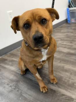 Retriever Dogs Available for Adoption - Margot | PetCurious