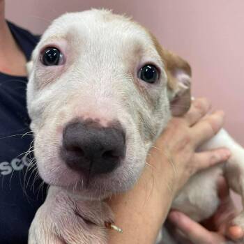 Mixed Breed Dogs Available for Adoption in Huntsville, Arkansas - (S/N ?) Lily | PetCurious