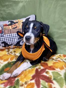 Beyonce -  Hound and Australian Cattle Dog Blue Heeler Dog for Adoption in Barnhart, Missouri - Beyonce | PetCurious