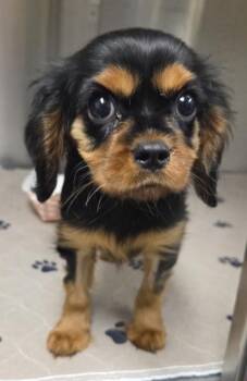 Summer -  Cavalier King Charles Spaniel Dog Available for Adoption in Malvern, Pennsylvania - Summer | PetCurious