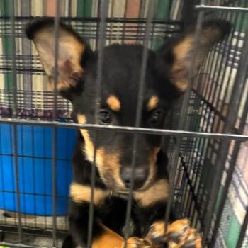 Mixed Breed Dogs Available for Adoption - Davie | PetCurious