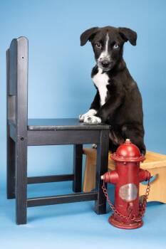 763-26 -  Shepherd Dog for Adoption in Brighton, Colorado - 763-26 | PetCurious