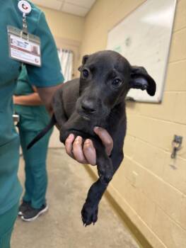 PEARL -  Pit Bull Terrier and Mixed Breed Dog for Adoption in Texas City, Texas - PEARL | PetCurious