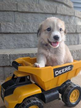 Mushroom -  Great Pyrenees Dog for Adoption in Spring Hill, Tennessee - Mushroom | PetCurious