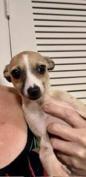Dina -  Chihuahua Dog for Adoption in Tifton, Georgia - Dina | PetCurious