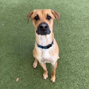 Mixed Breed Dogs Available for Adoption - Loki | PetCurious
