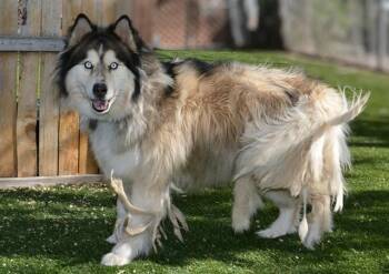 Siberian Husky Dogs Available for Adoption in West Valley City, Utah - RAYO | PetCurious