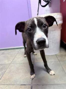 61586375 -  American Staffordshire Terrier and Mixed Breed Dog for Adoption in El Paso, Texas - 61586375 | PetCurious