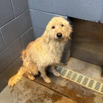 Ginger (Howell) -  Mixed Breed Dog for Adoption in Gadsden, Alabama - Ginger (Howell) | PetCurious