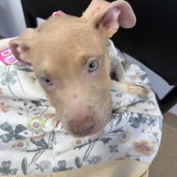 Cinnamon -  Mixed Breed Dog Available for Adoption in West Palm Beach, Florida - Cinnamon | PetCurious