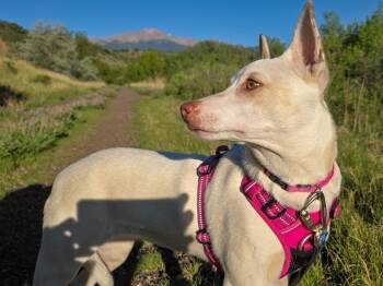 Edda -  Australian Cattle Dog Blue Heeler and Chihuahua Dog for Adoption in Fort Lupton, Colorado - Edda | PetCurious