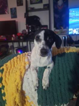 Leo -  Chihuahua Dog for Adoption in Hayward, Wisconsin - Leo | PetCurious