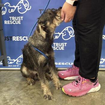 CHAMP -  Schnauzer Dog for Adoption in Waterford, New Jersey - CHAMP | PetCurious