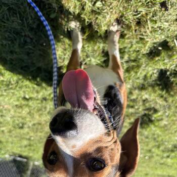 Boone -  Beagle Dog for Adoption in Circleville, Ohio - Boone | PetCurious