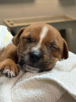CYPRESS -  Mixed Breed Dog for Adoption in Jacksonville, Florida - CYPRESS | PetCurious