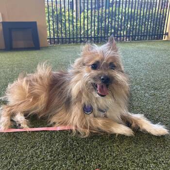 Rocky -  Pomeranian and Terrier Dog for Adoption in West Palm Beach, Florida - Rocky | PetCurious