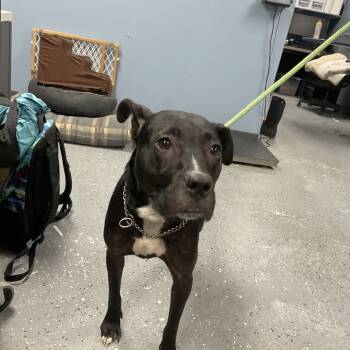 Rescue Pit Bull Terrier and Mixed Breed Dogs for Adoption in Saint Joseph, Missouri - Zela | PetCurious