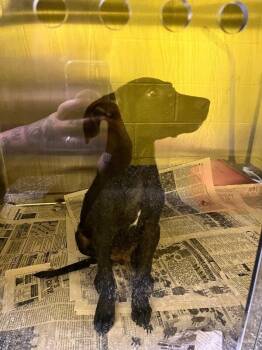 Marty -  Labrador Retriever and Mixed Breed Dog for Adoption in Jackson, Tennessee - Marty | PetCurious