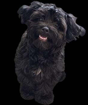 Ember -  Maltese Dog for Adoption in Palo Alto, California - Ember | PetCurious