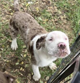 Otis -  Mastiff and American Bulldog Dog for Adoption in Pocatello, Idaho - Otis | PetCurious