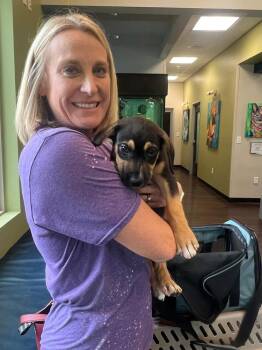 Corgi and Hound Dogs Available for Adoption in Richardson, Texas - 26-029 Dodger | PetCurious