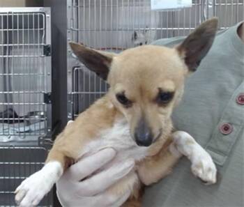 NOODLE -  Chihuahua and Mixed Breed Dog for Adoption in Salinas, California - NOODLE | PetCurious