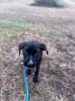 Terrier and Labrador Retriever Dogs Available for Adoption - Heather | PetCurious