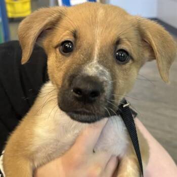 HAMILTON -  Labrador Retriever and Mixed Breed Dog for Adoption in St. Louis, Missouri - HAMILTON | PetCurious