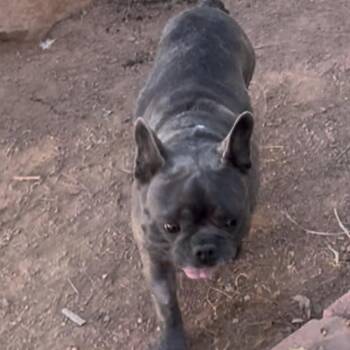 Marshall -  French Bulldog Dog for Adoption in Las Vegas, Nevada - Marshall | PetCurious