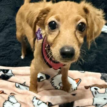 Alani -  Cavalier King Charles Spaniel and Chihuahua Dog for Adoption in Minneapolis, Minnesota - Alani | PetCurious