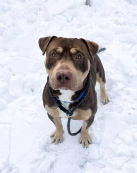 Pit Bull Terrier and Mixed Breed Dogs Available for Adoption in Hagerstown, Maryland - CANELLO | PetCurious