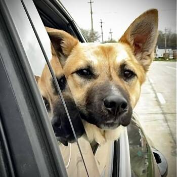 Shepherd and Norwegian Elkhound Dogs Available for Adoption in Avon, Ohio - Nutella | PetCurious