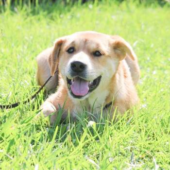 Chelsea -  Mixed Breed Dog for Adoption in Groveland, Massachusetts - Chelsea | PetCurious