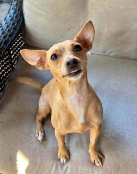 Precious -  Chihuahua Dog for Adoption in Walker, Louisiana - Precious | PetCurious