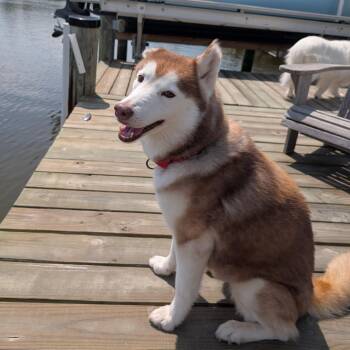 Rescue Siberian Husky Dogs for Adoption in Brookeville, Maryland - Samantha | PetCurious