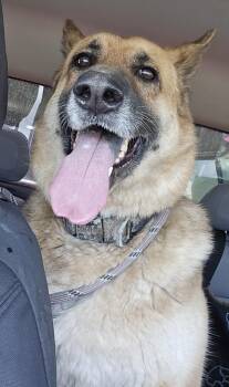 German Shepherd Dog Dogs Available for Adoption in Saint Clairsville, Ohio - Bonnie | PetCurious