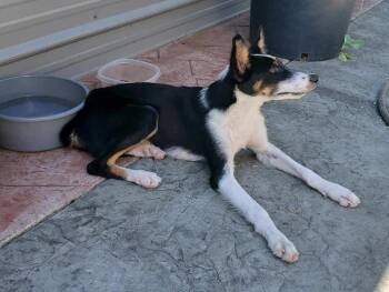 Rescue Border Collie Dogs for Adoption in Gainesboro, Tennessee - Nova | PetCurious