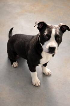 Pit Bull Terrier Dogs Available for Adoption - Felix | PetCurious