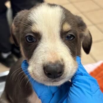 Balenciaga -  Hound and Mixed Breed Dog for Adoption in Birmingham, Alabama - Balenciaga | PetCurious