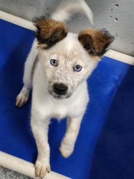 Fresca -  Australian Shepherd and Husky Dog for Adoption - Fresca | PetCurious