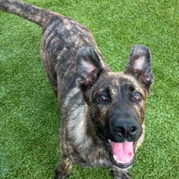 Fanta -  Shepherd Dog for Adoption in East Hanover, New Jersey - Fanta | PetCurious