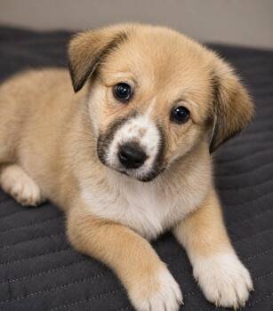 Great Pyrenees Dogs Available for Adoption in Kiowa, Oklahoma - Dolly Parton  | PetCurious