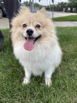 Cannoli -  Pomeranian Dog for Adoption in Addison, Illinois - Cannoli | PetCurious