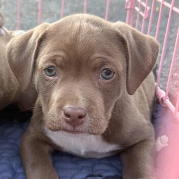 Lily Winner - Local Girl -  Chocolate Labrador Retriever and Beagle Dog for Adoption in Andover, Massachusetts - Lily Winner - Local Girl | PetCurious