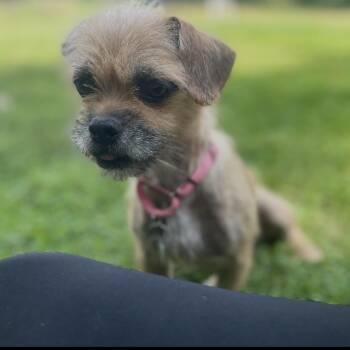 Peach -  Brussels Griffon Dog for Adoption in Cleveland, Ohio - Peach | PetCurious