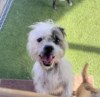 Diamond -  Affenpinscher and Wirehaired Terrier Dog for Adoption in Amelia, Ohio - Diamond | PetCurious