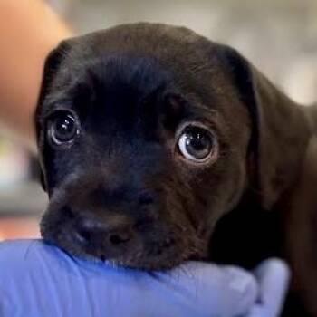 Rescue Mixed Breed Dogs for Adoption in South San Francisco, California - Laguna | PetCurious