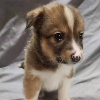 Rhett -  Shepherd Dog Available for Adoption in Holiday Hills, Illinois - Rhett | PetCurious